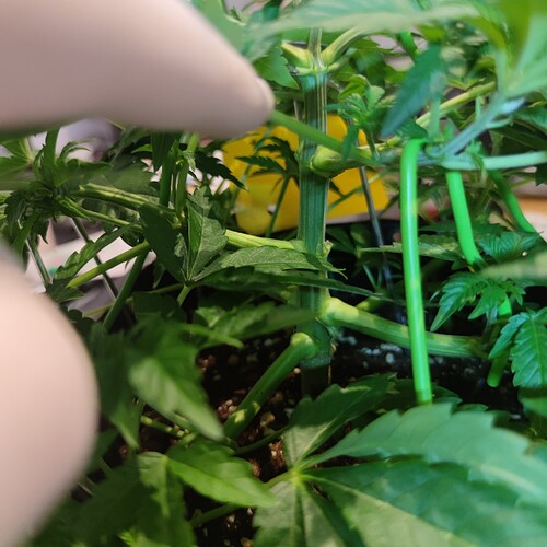 Growreport Bild 21