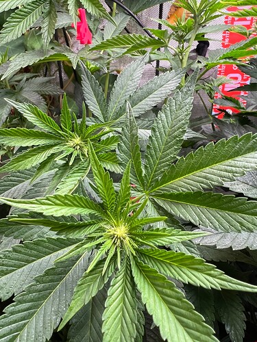 Growreport Bild 12