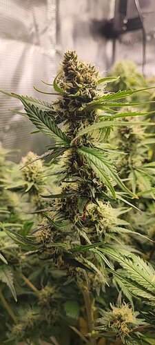 Growreport Bild 3
