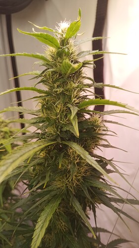 Growreport Bild 6