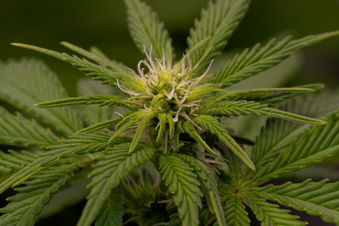 Growreport Bild 3