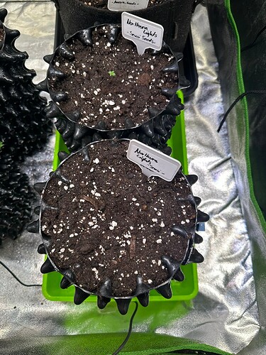 Growreport Bild 2