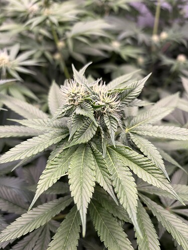 Growreport Bild 4