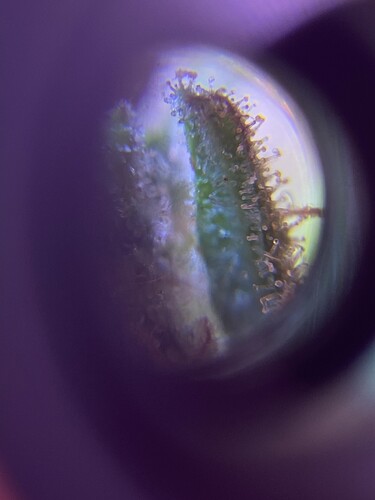 Growreport Bild 48