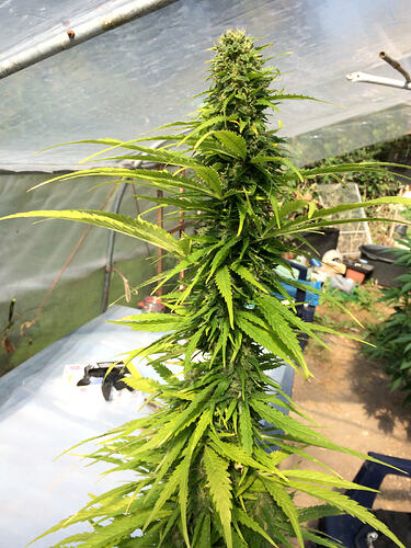 Grow260827ErnteBaggy2