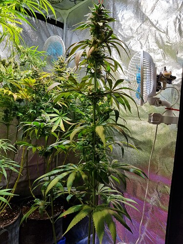 Eine Cannabis-Pflanze in der Blütephase steht in einem Zelt, umgeben von anderen Pflanzen und zwei Ventilatoren.
