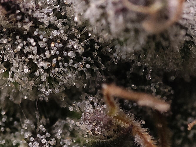 Growreport Bild 6
