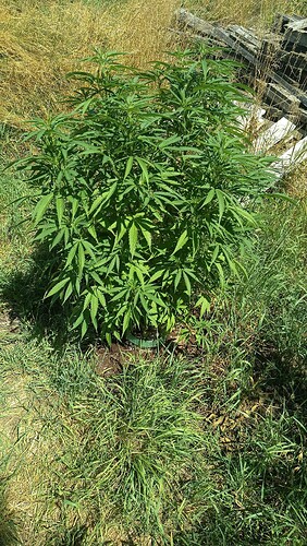 Growreport Bild 3