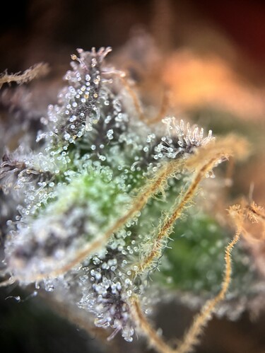 Growreport Bild 57