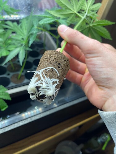 Growreport Bild 24