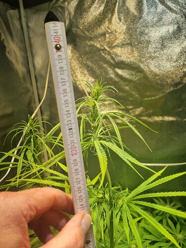 Eine Person hält ein Maßband neben einer jungen Cannabispflanze, die sich im Wuchs befindet. Die Pflanze zeigt deutliche Anzeichen von Wachstum und ist noch nicht in der Blütephase.