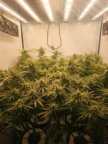Growreport Bild 43