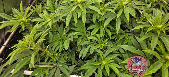 Growreport Bild 41
