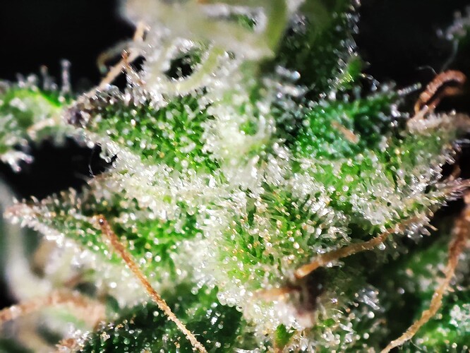 Growreport Bild 49