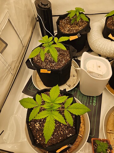 Growreport Bild 5
