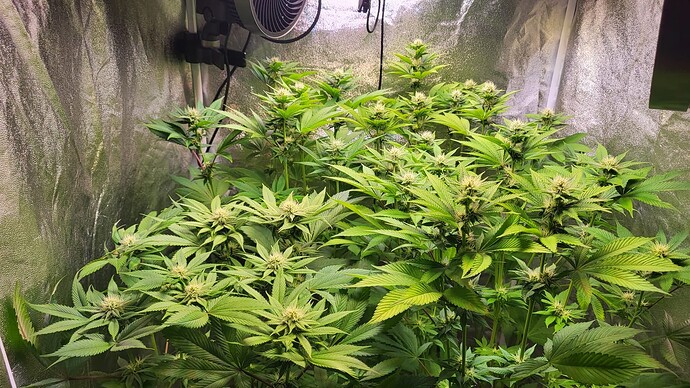 Blick in ein Growzelt mit mehreren Cannabis-Pflanzen in der Blütephase unter LED-Beleuchtung.