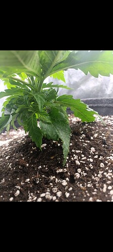 Growreport Bild 5