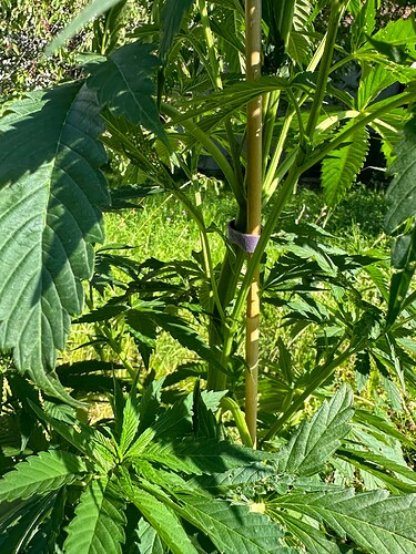 Growreport Bild 6