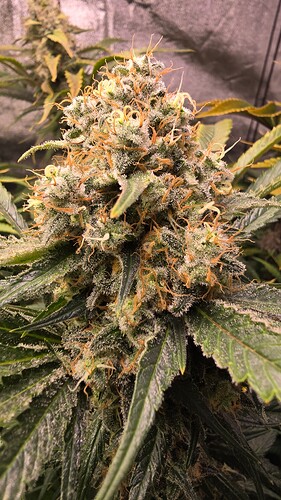 Growreport Bild 21