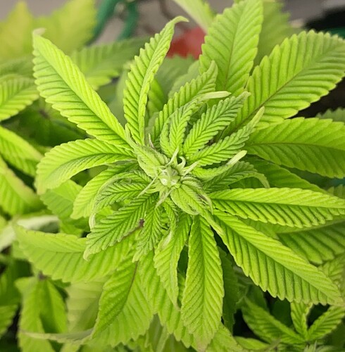 Growreport Bild 6