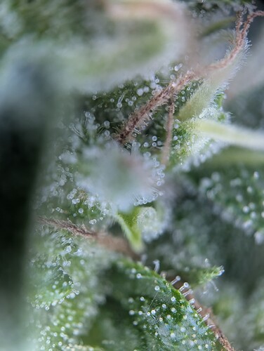 Growreport Bild 5