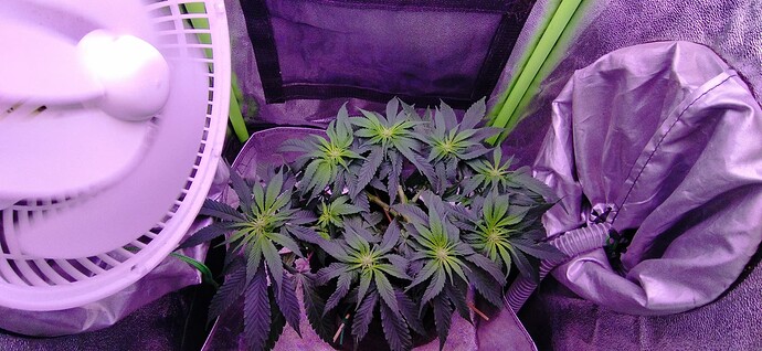 Growreport Bild 1