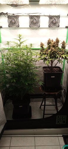 Growreport Bild 1