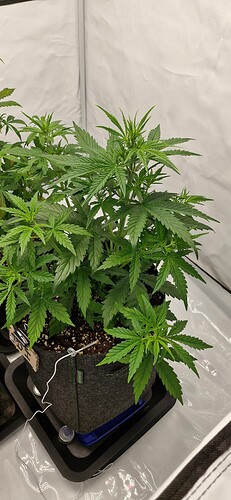 Growreport Bild 5