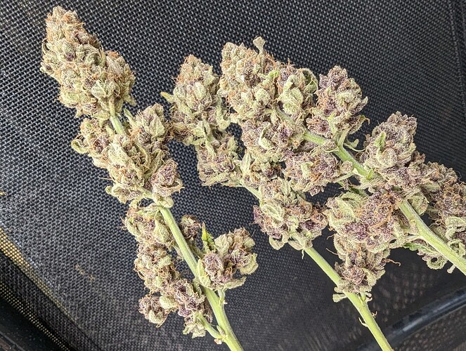 Growreport Bild 7