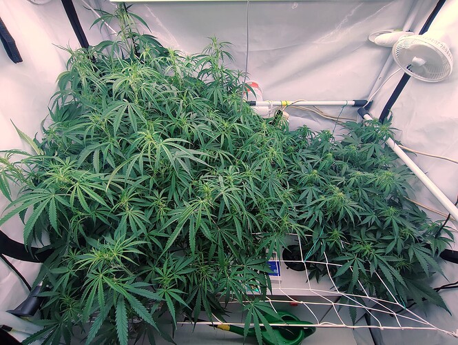 Growreport Bild 6