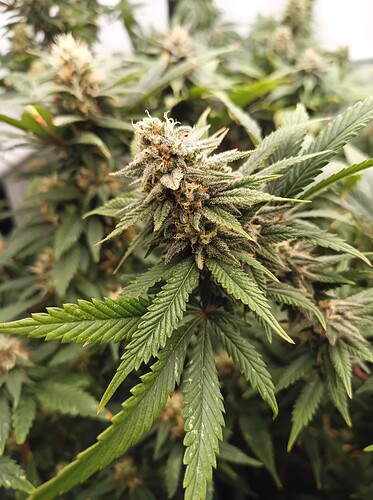 Growreport Bild 37