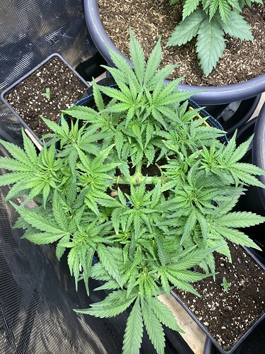 Growreport Bild 58