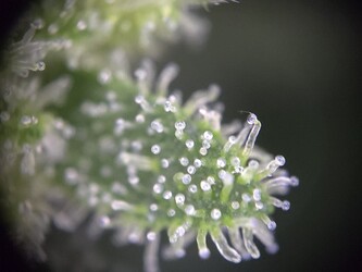 Growreport Bild 9