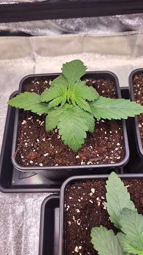 Growreport Bild 35