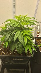 Growreport Bild 13