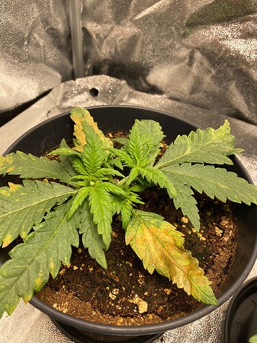 Growreport Bild 3
