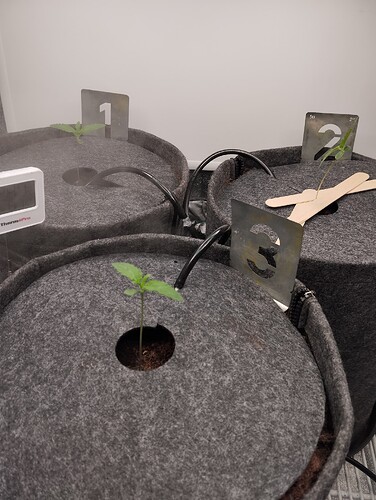 Growreport Bild 2