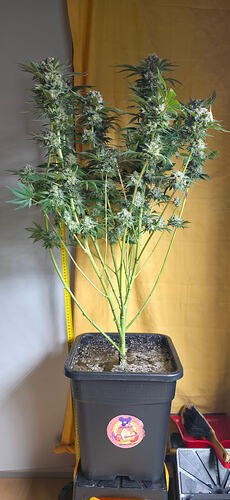 Growreport Bild 42