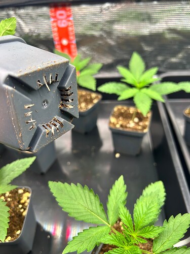 Growreport Bild 5