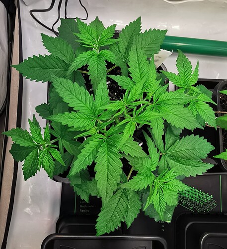 Growreport Bild 18