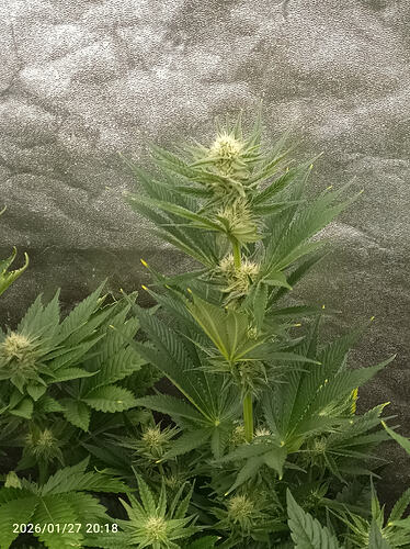 Growreport Bild 17