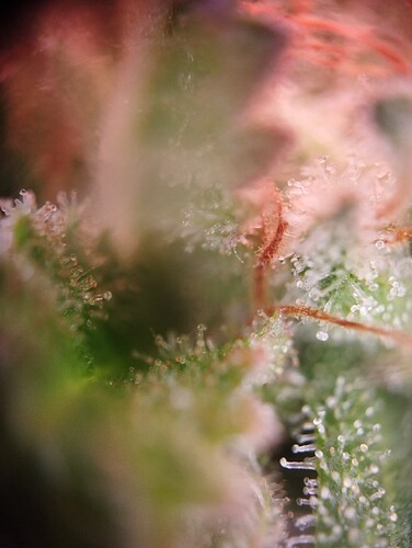 Growreport Bild 26
