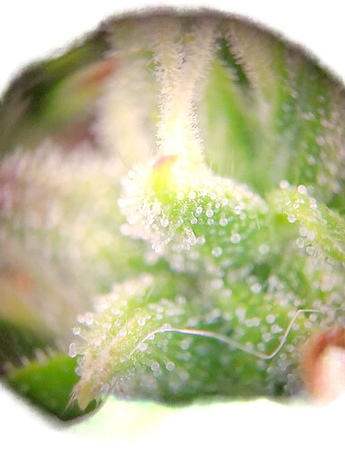 Growreport Bild 7