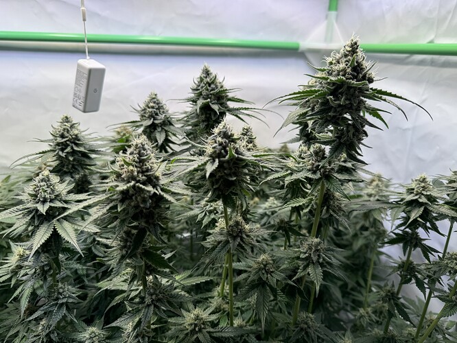 Growreport Bild 27