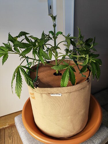Growreport Bild 20