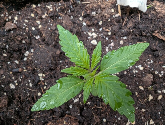 PXL_20250416_163908048