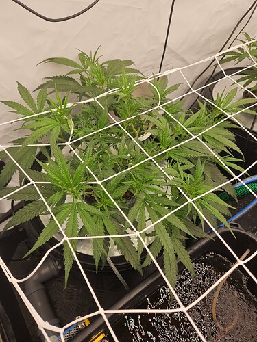 Growreport Bild 3