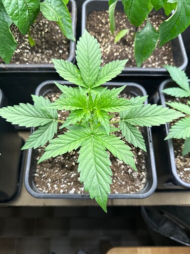 Growreport Bild 19