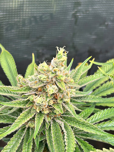 Growreport Bild 31