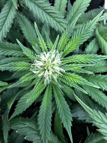 Growreport Bild 23